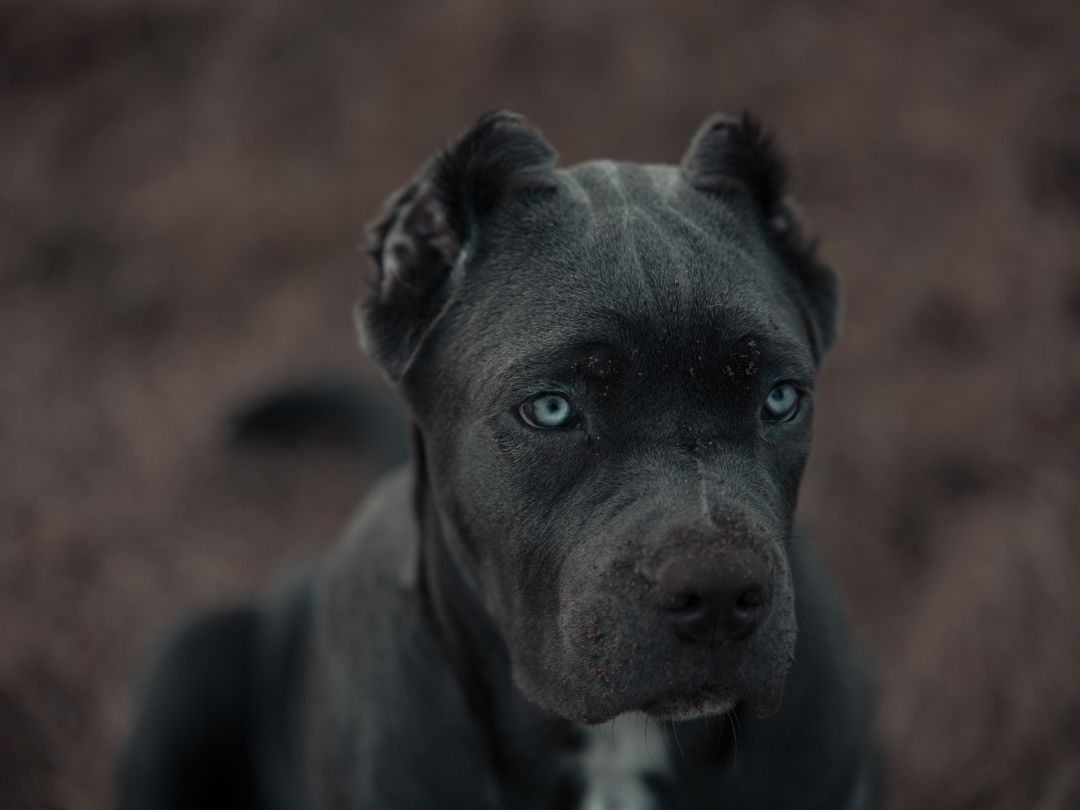 Bandog-Welpe-Gesundheit Bandog Welpe