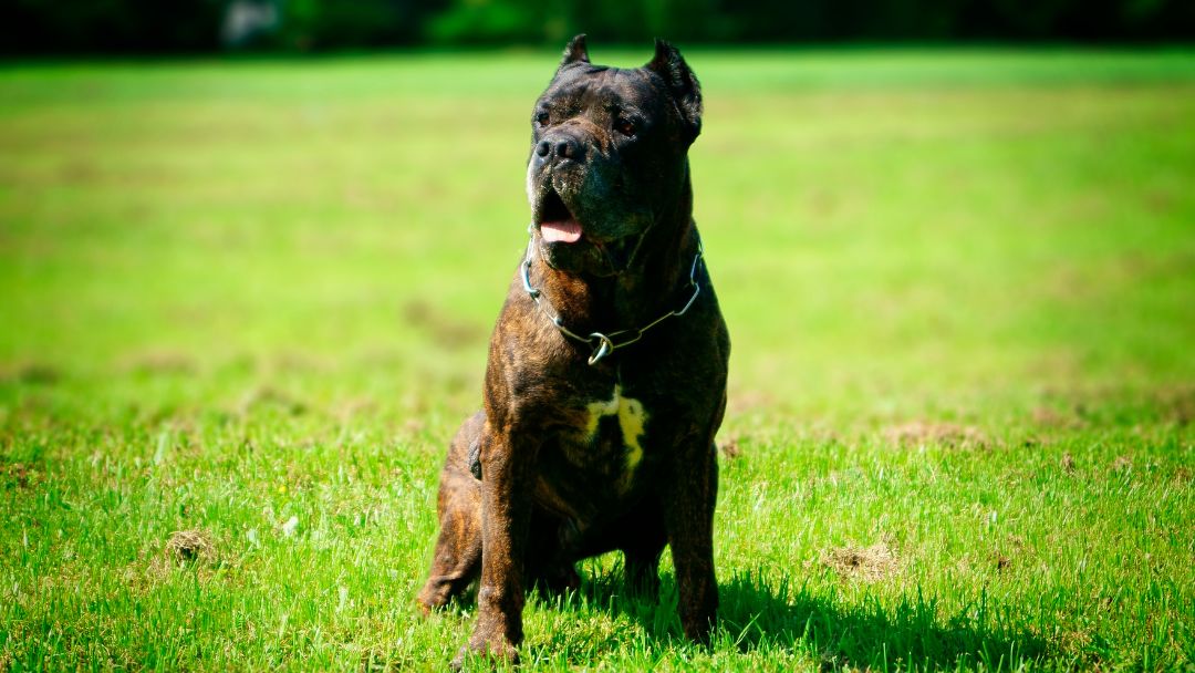 Bandog-geschichte Bandog auf Wiese