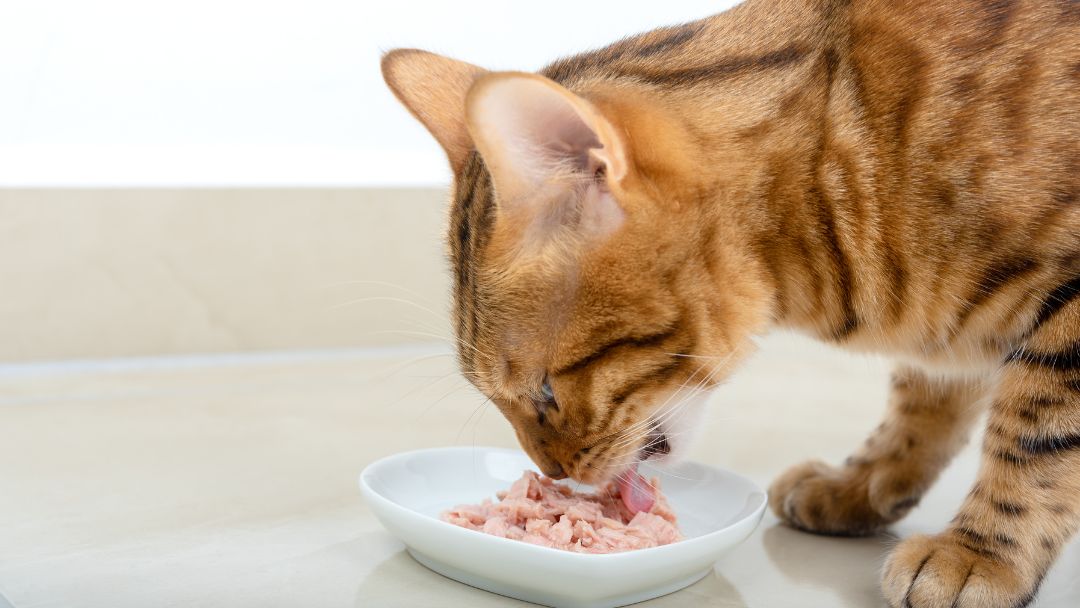 Bengal-Gesundheit-Ernährung Bengal-Katze frisst. Eine gesunde Ernährung ist wichtig, um diese Rasse gesund zu halten.
