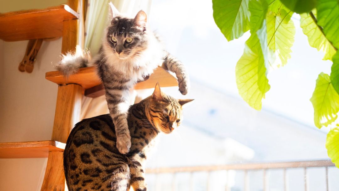 Bengal-Haltung-Pflege Bengal-Katze zusammen mit einer Maine Coon-Katze. Bengals mögen es, mit anderen Katzen gehalten zu werden. Die Maine Coon ist besonders intelligent und daher passen sie gut zusammen.