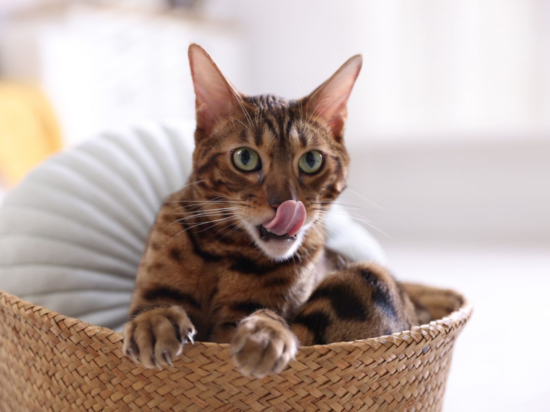 Bengal-Herkunft-Aussehen Bengalkatze. Eine Aufnahme liegt im Körbchen. Man sieht das charakteristische Fellmuster besonders gut.