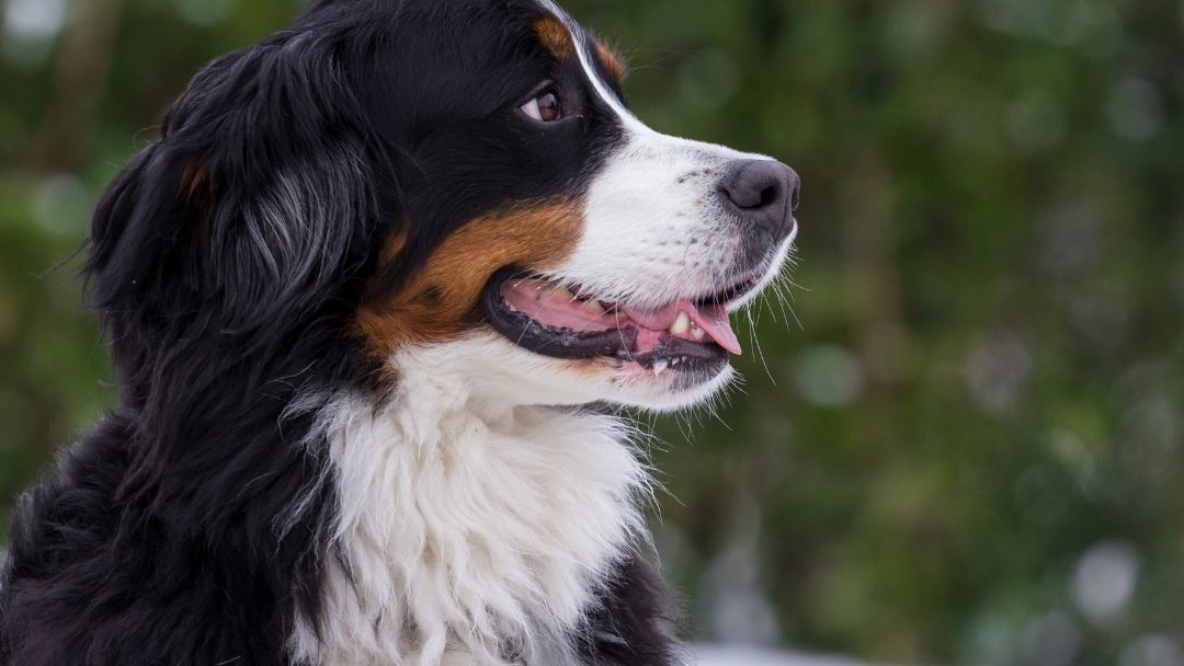 Berner-Sennenhund-Aussehen Berner Sennenhund mit charakteristischer Maske