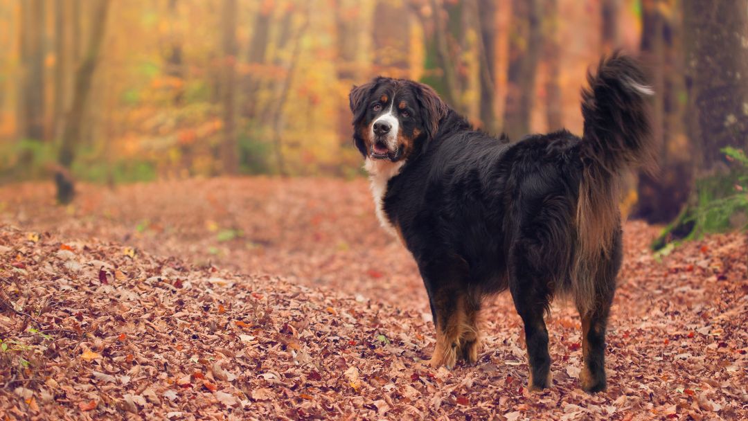 Berner-Sennenhund-charakter-wesen Berner Sennenhund im Wald. Das Bild zeigt den freundlichen Charakter der Rasse.