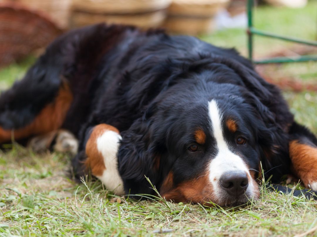 Berner-Sennenhund-gesundheit Berner Sennenhund liegt müde auf dem Boden. Diese Rasse leidet leider häufig an Erbkrankheiten.