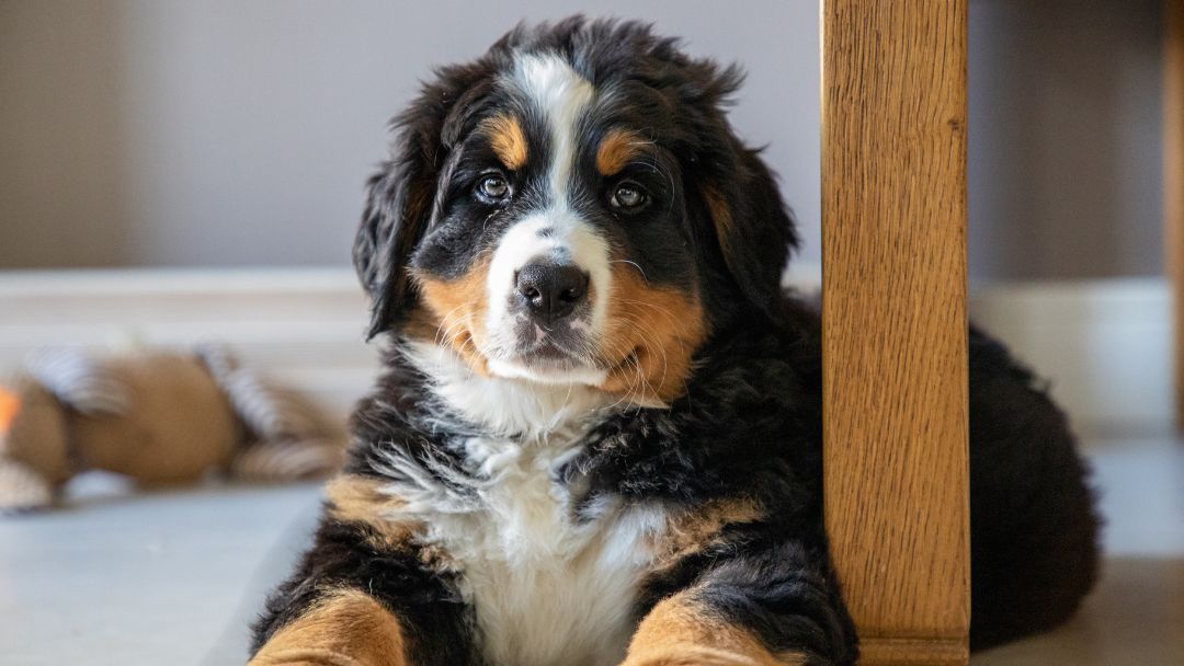 Berner-Sennenhund-welpe-Haltung Berner Sennenhunde Welpe. Beliebter Familienhund