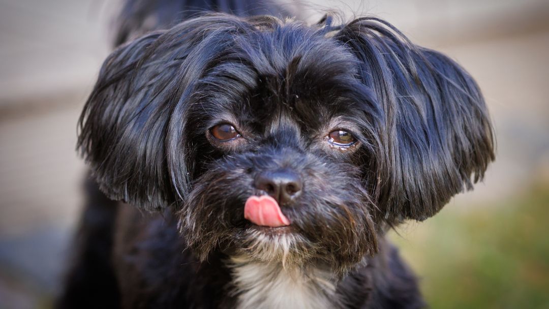 Bolonka-Zwetna-Welpe-Wesen-Haltung Schwarzer Bolonka Familienhund