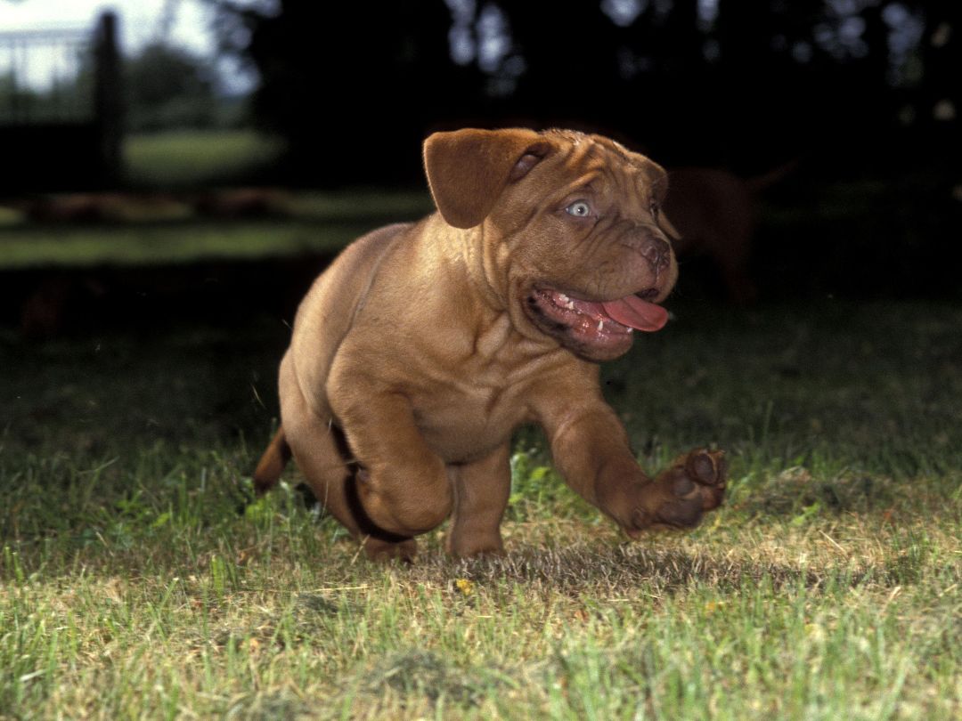 Bordeauxdogge-Welpen-Gesundheit-Zucht Verspielter Bordeauxdoggen Welpe