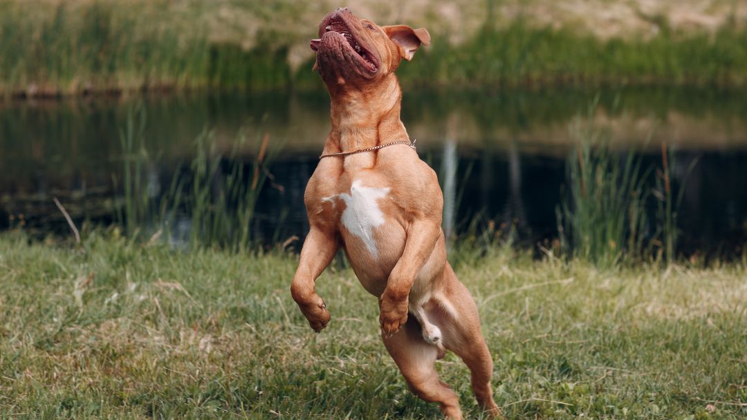 Bordeauxdogge-Wesen-Haltung Aktive und freundliche Bordeauxdoggen im Sprung