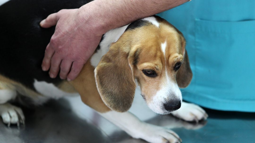 Borreliose-hund-behandlung Hund war ein Tierarzt zur Borreliose Untersuchung.