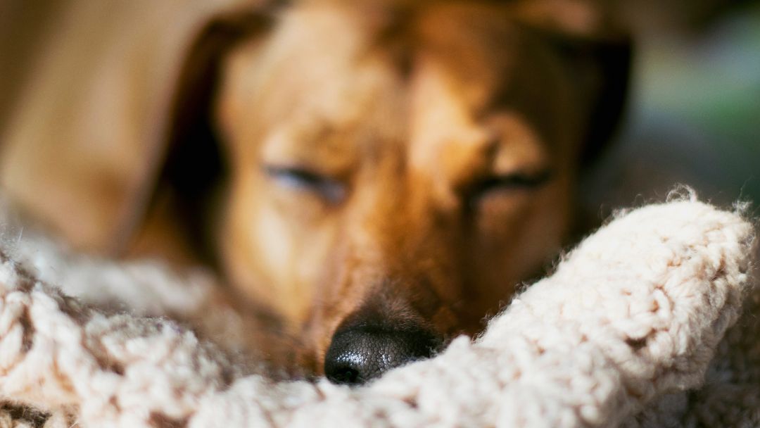 Borreliose-hund-symptome Und mit Fieber auch ein typisches Symptom von Borreliose.