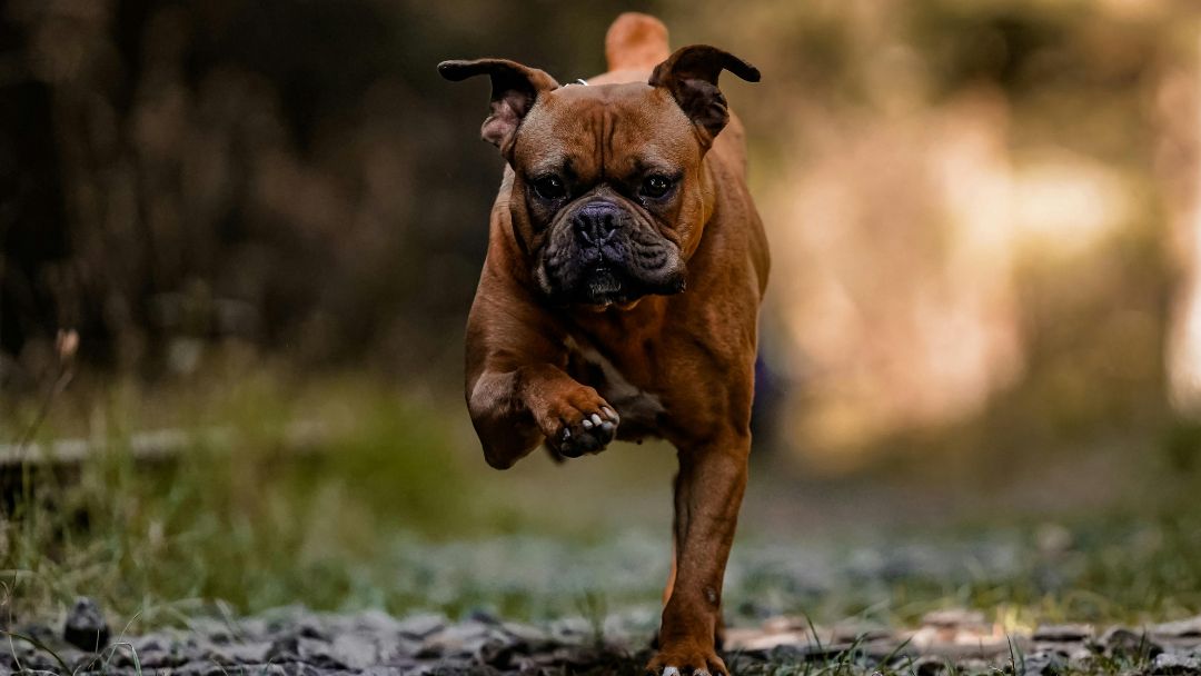 Boxer-gesundheit-haltung Gesunder Boxer rennt. Diese Rasse benötigt viel Aktivität.