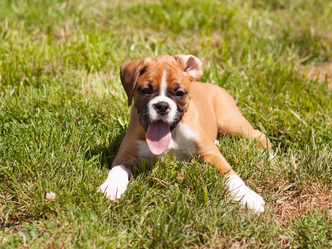 Boxer-welpen-zucht-charakter Boxer Welpe auf Wiese