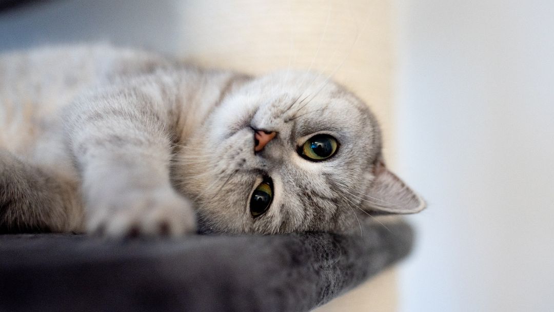 Britisch-Kurzhaar-Wesen Britisch-Kurzhaar-Katzen haben ein freundliches und menschenbezogenes Wesen.