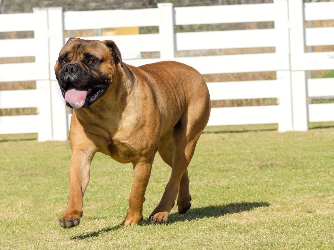 Bullmastiff-gesundheit-haltung-aktivität Gesunder und aktiver Bullmastiff läuft über Wiese.