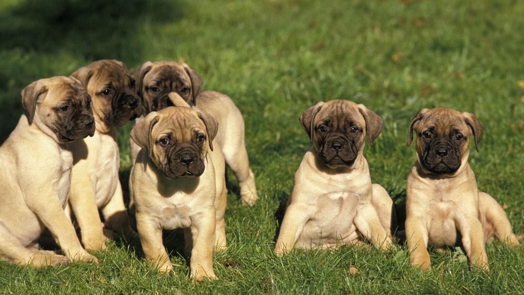 Bullmastiff-welpen-zucht-charakter Bullmastiff-Welpen. Hunde aus guter Zucht haben einen freundlichen Charakter.