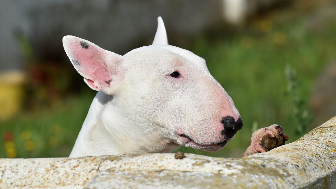 Bullterrier-Charakter-Erziehung Bullterrier haben einen freundlichen Charakter, dennoch ist Erziehung wichtig.