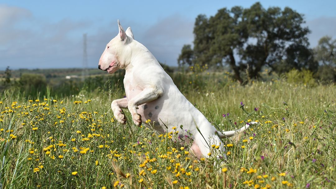 Bullterrier-Freundlich-Aktiv Bullterrier spielt im Feld. Bullterrier sind besonders aktiv.