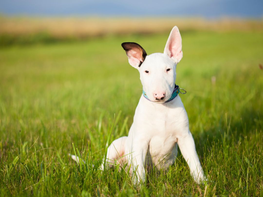 Bullterrier-welpen-zucht-Gesundheit Bullterrier-Welpe. Achtet bei der Wahl des Züchters auf die Gesundheit der Tiere.