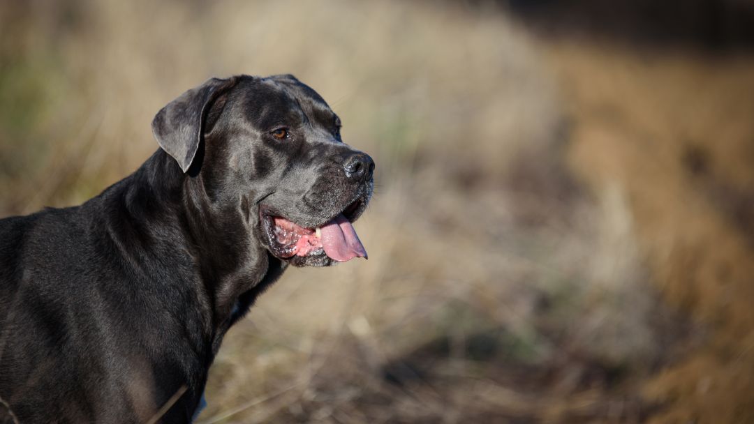 Cane-Corso-Arbeitshund Cane Corso bei der Jagdt