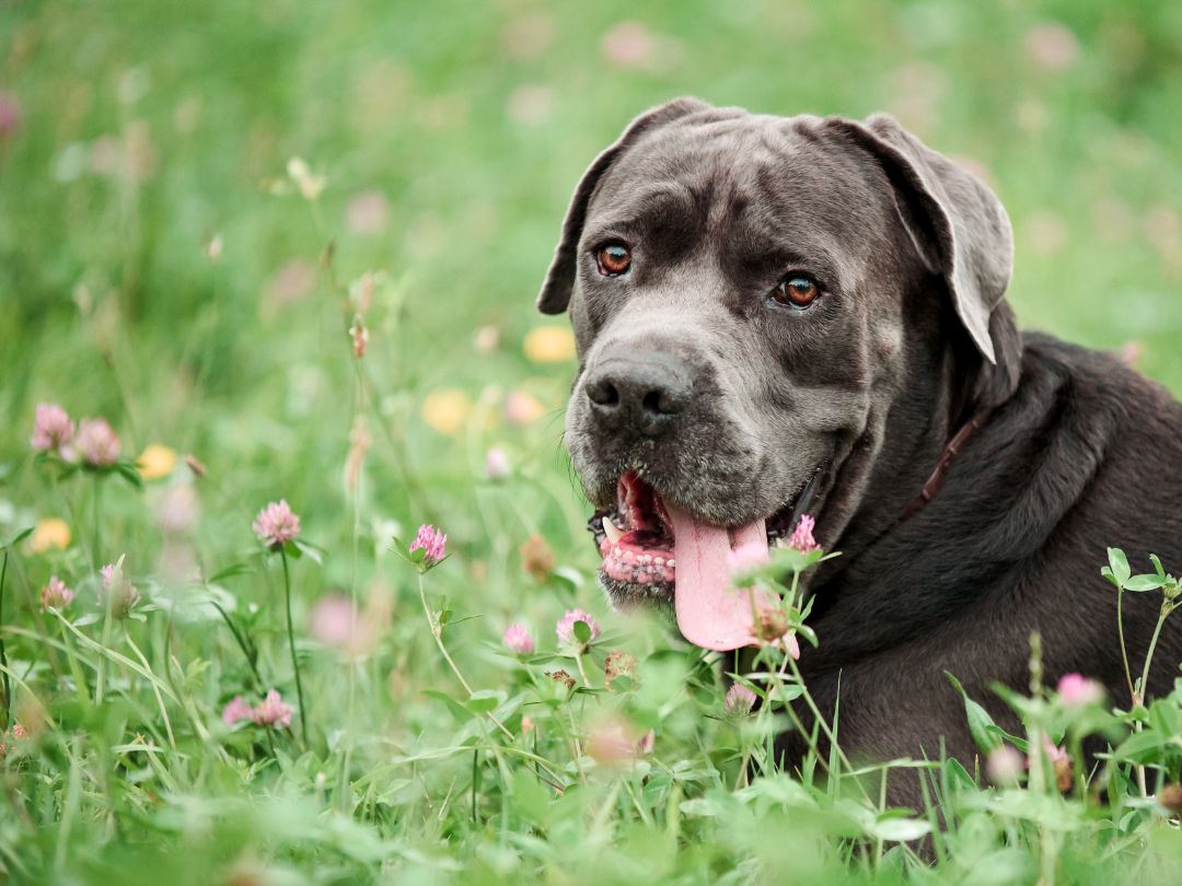 Cane-Corso-gesundheit-pflege Gesunder Cane Corso im Blumenfeld