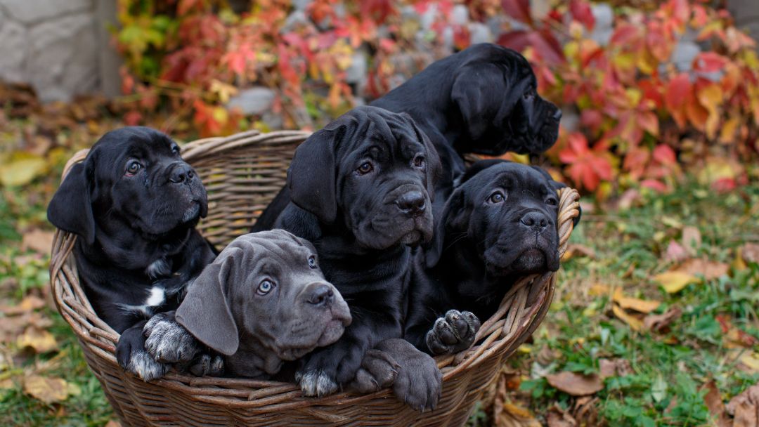 Cane-Corso-welpen Ein Wurf Cane Corso Welpen