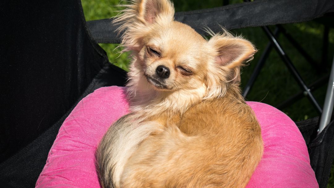 Chihuahua-Charakter-Erziehung Chihuahua mit langen blonden Fell