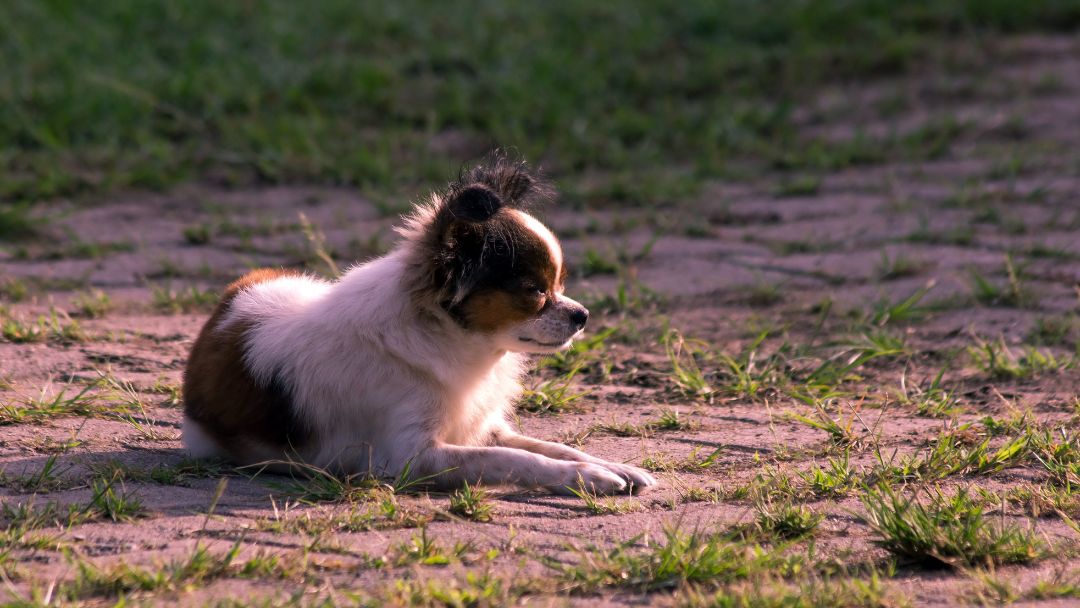 Chihuahua-aussehen Chihuahua entspannt in der Sonne