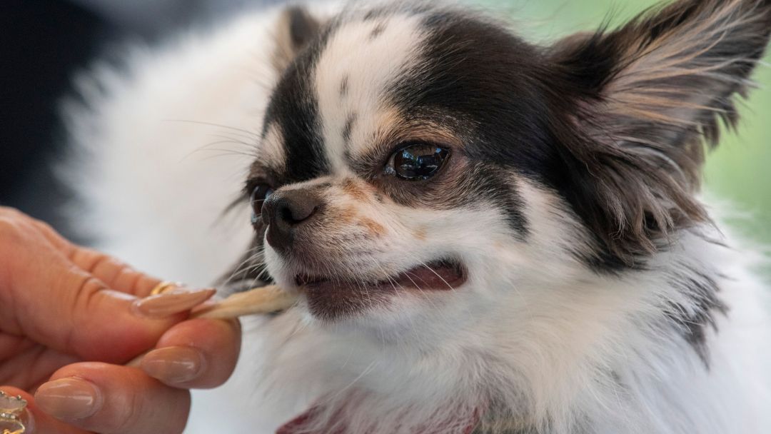 Chihuahua-fütterung-ernährung Chihuahua mit Leckerli Gesunde Ernährung ist auch für diese Rasse wichtig.