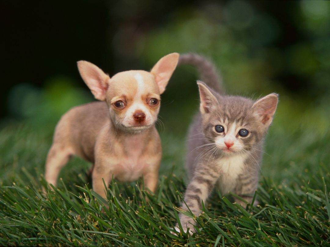 Chihuahua-welpen Chihuahua Welpe mit Kätzchen