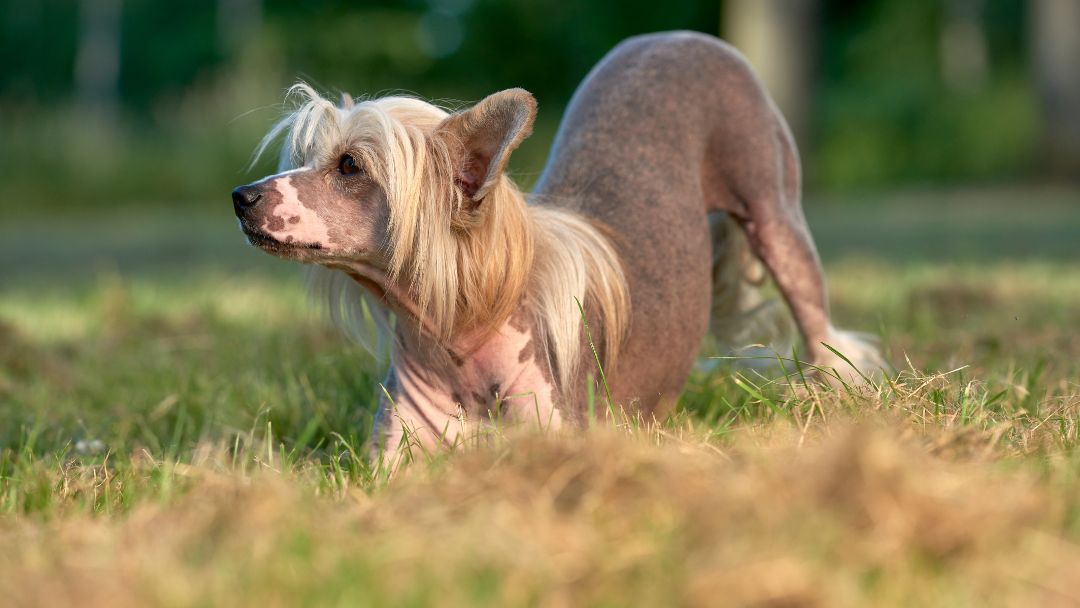 Chinese-Crested-pflege-gesundheit Chinese Crested auf Wiese mit wenig Fell. Ihre Haut benötigt besondere Pflege im Sommmer