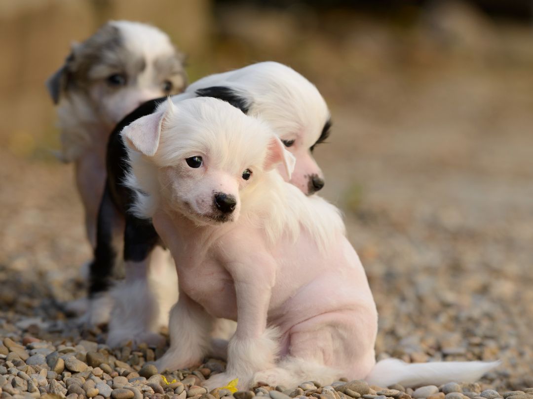 Chinese-Crested-welpen Chinese Crested Welpen. Erziehung ist wichtig.