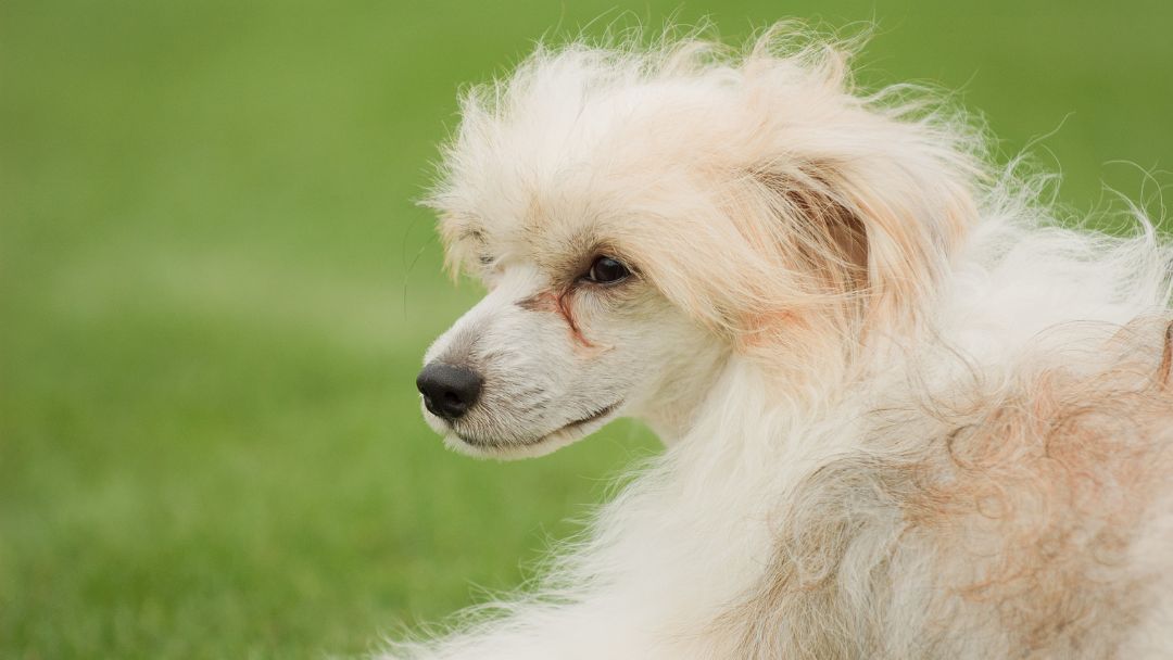 Chinese-Crested-wesen-character Chinese Crested mit viel Fell. Sie haben ein liebevolles Wesen.