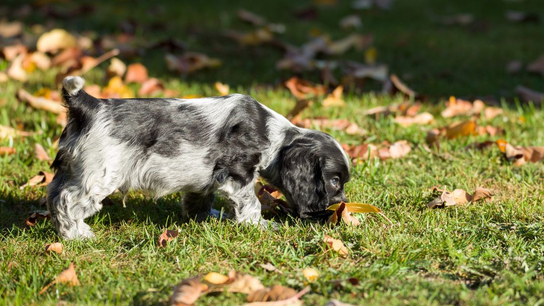 Cocker-Spaniel-Welpe-erziehung Cocker-Spaniel-Welpe. Diese Hunde haben oft Cockerwut. Daher ist Erziehung sehr wichtig.