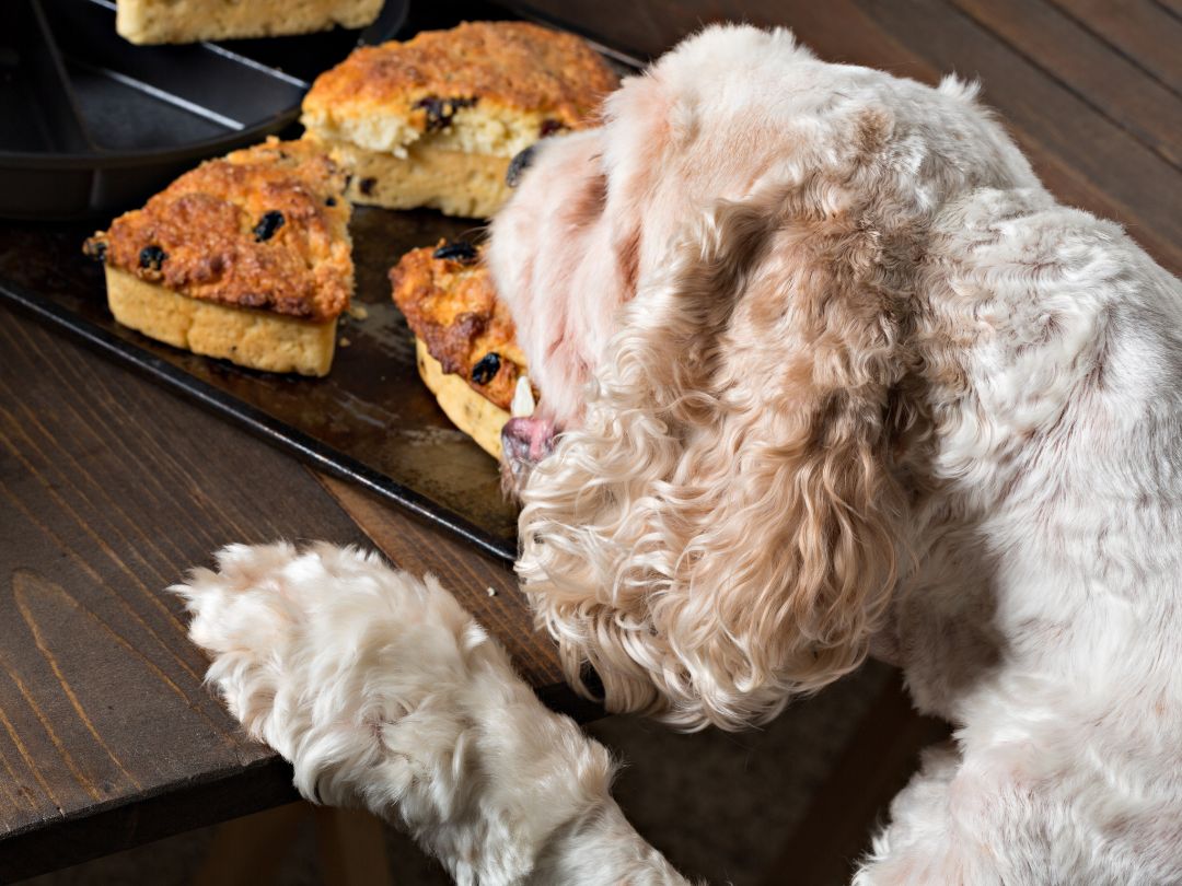 Cocker-Spaniel-ernährung-erziehung Cocker-Spaniel stiehlt Kuchen vom Tisch. Korrekte Fütterung und Erziehung sind wichtig.