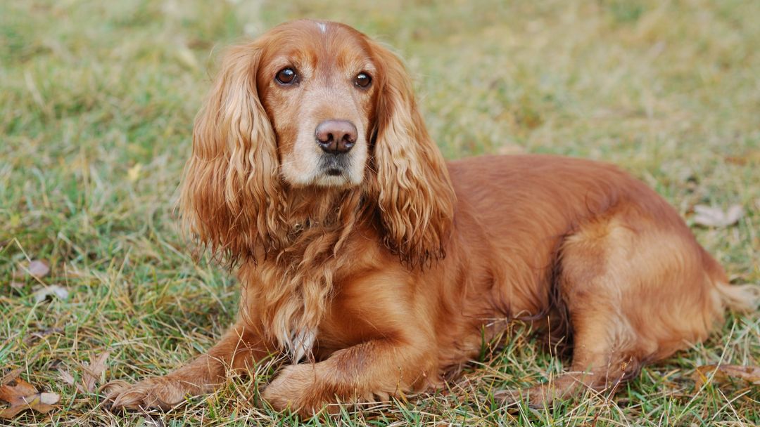 Cocker-Spaniel-wesen-charakter Cocker-Spaniel liegt entspannt auf der Wiese. Diese Hunde haben ein freundliches Wesen.
