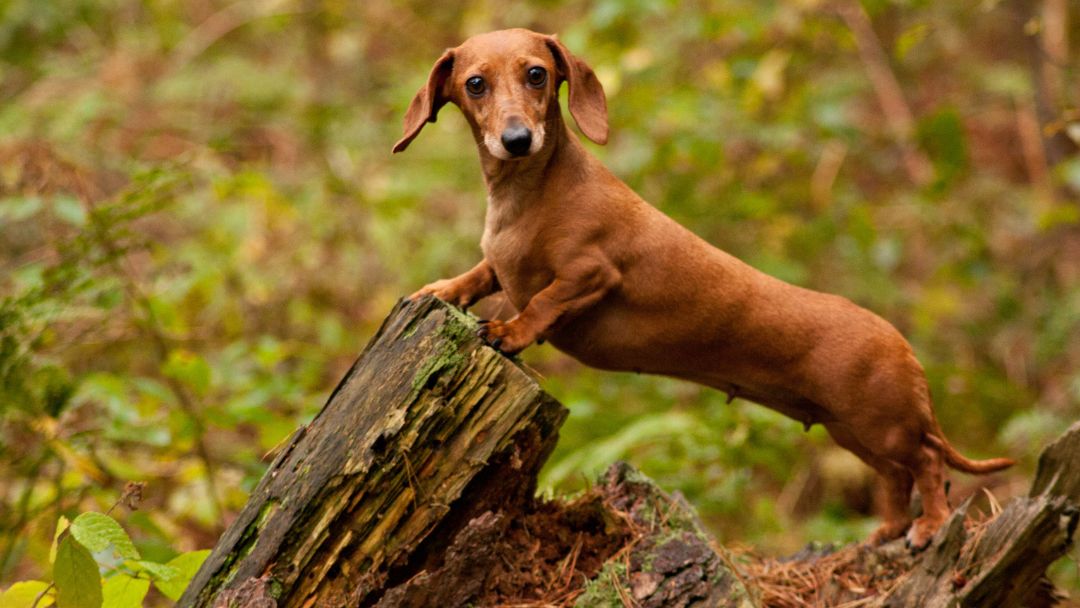 Dackel-Jagdthund-Geschichte Dackel im Wald. Diese Rasse wurde ursprünglich für die Jagd gezüchtet und ist damit ein klassischer Jagdhund.