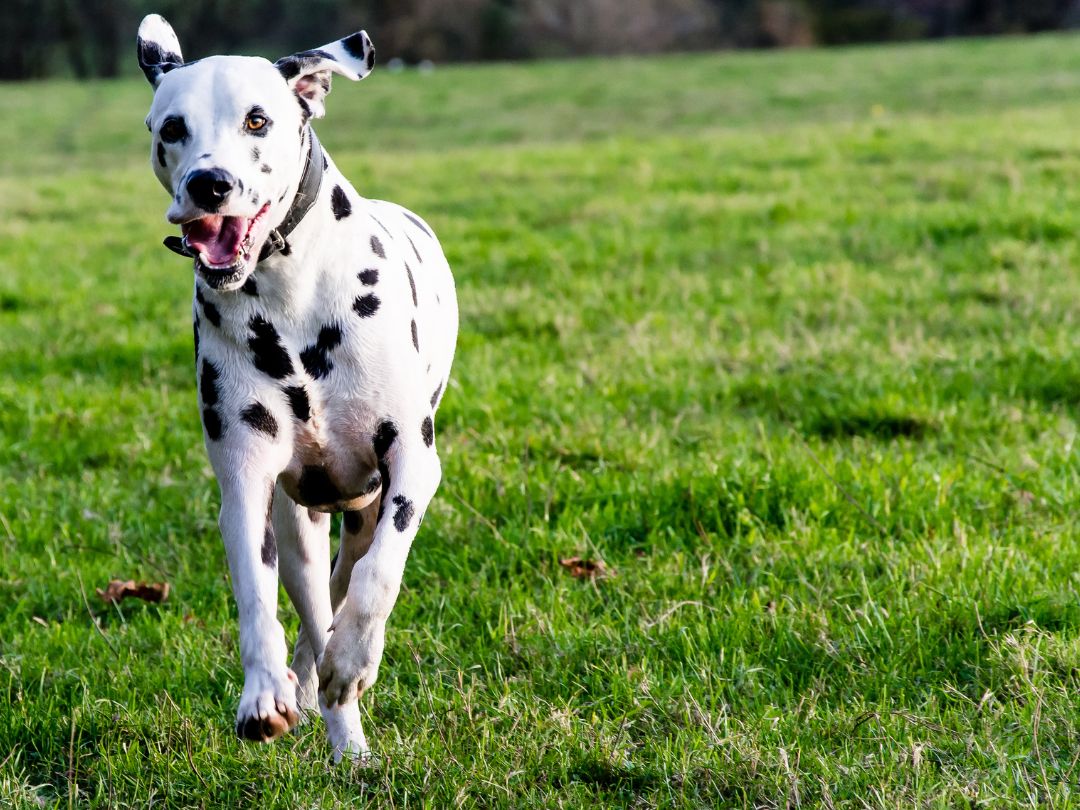 Dalmatiner-haltung-aktiv-hundesport Dermatiner rent. Diese Rasse braucht viel Bewegung, aktive Haltung ist wichtig.