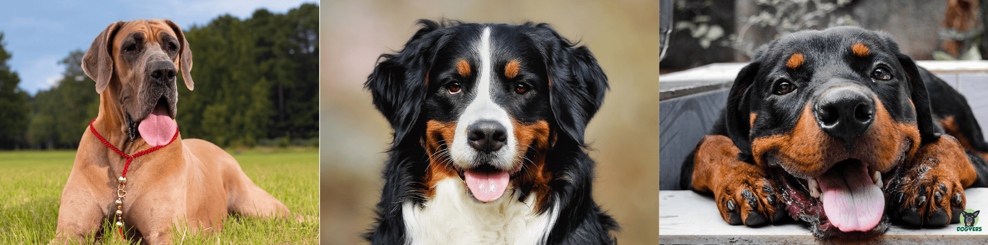Deutsche Dogge, Berner Sennenhund und Rottweiler Portraits Deutsche Dogge Berner Sennenhund und Rottweiler Portraits