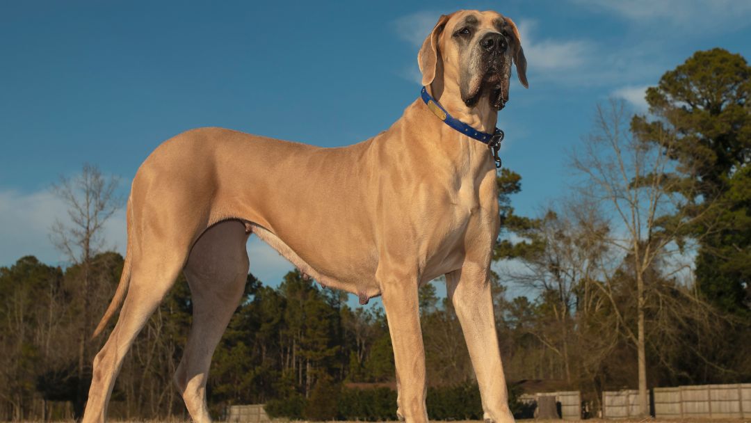 Deutsche-Dogge-Weibchen Deutsche-Dogge-Weibchen