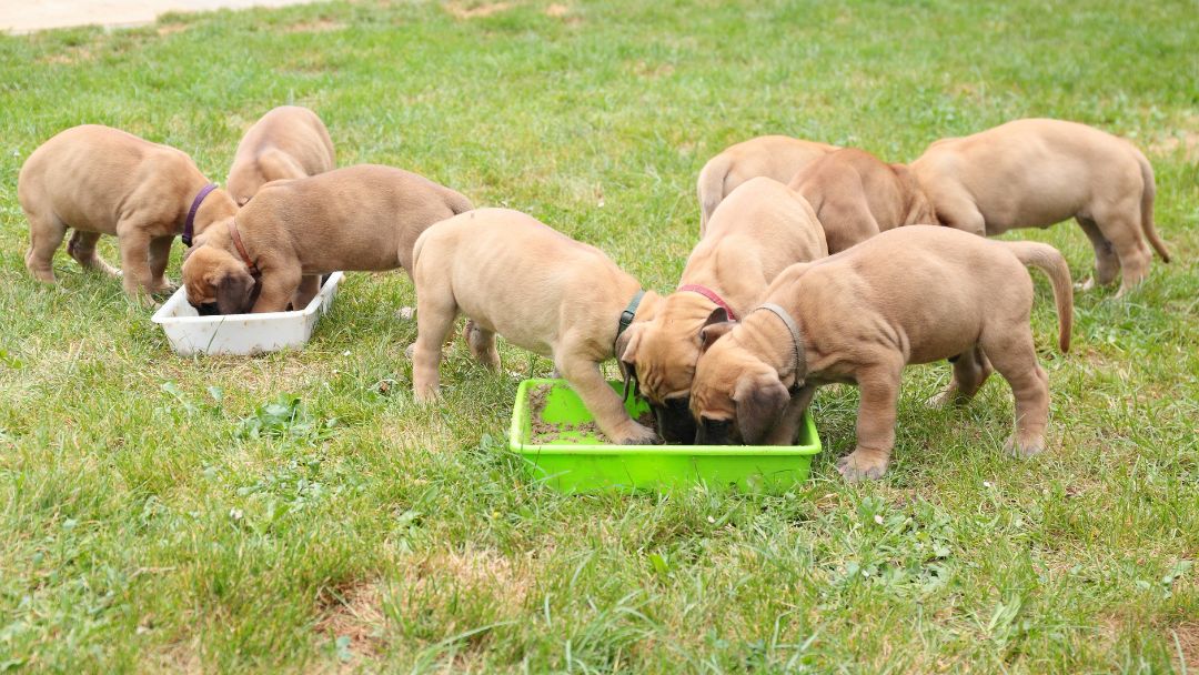 Deutsche-Dogge-welpen-zucht Deutsche Doggen Welpen Fütterung