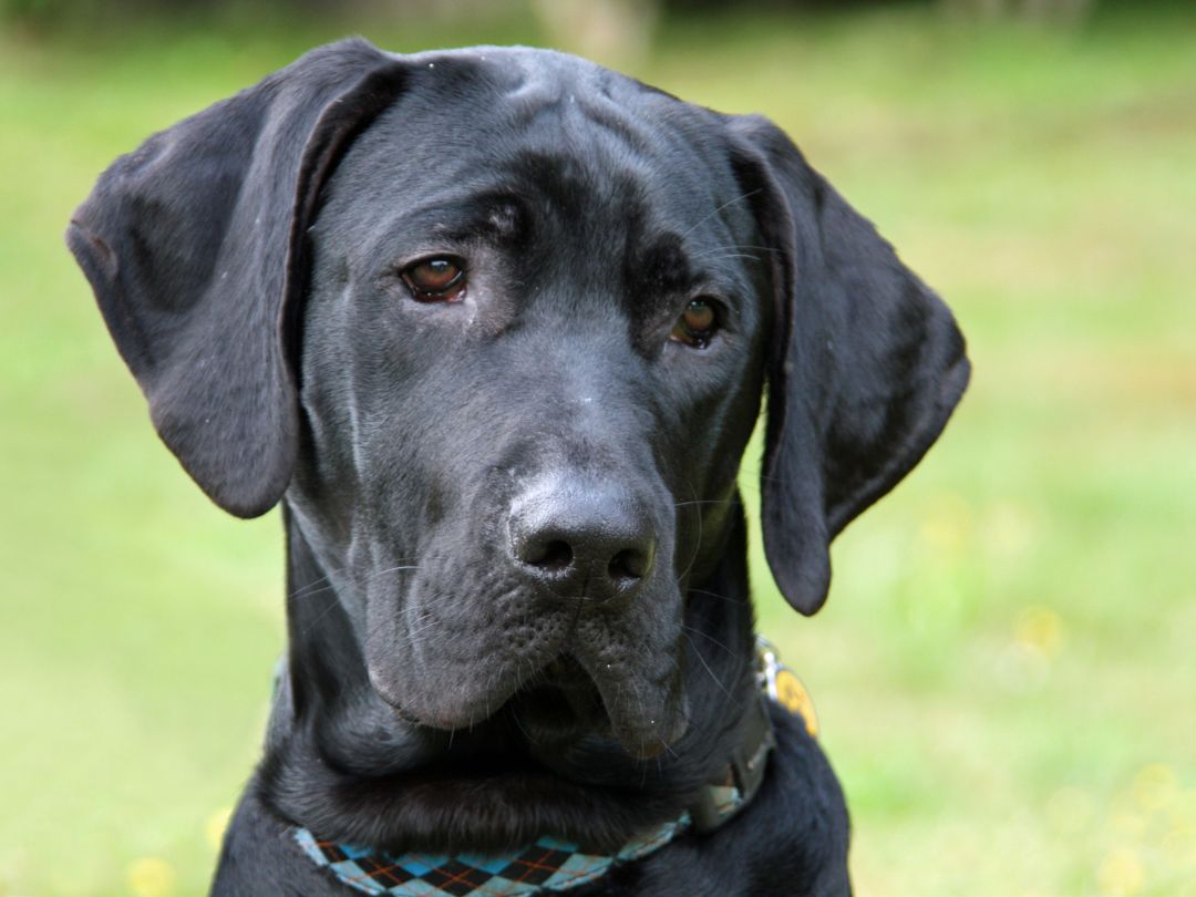 Deutsche-Dogge Junge, schwarze, deutsche Dogger.