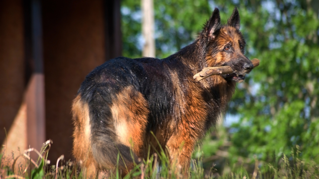 Deutscher-Schäferhund-Aktivität-Hundesport Deutscher Schäferhund mit Stock. Sie brauchen viel Auslauf und Bewegung. Sie machen gerne Hundesport.