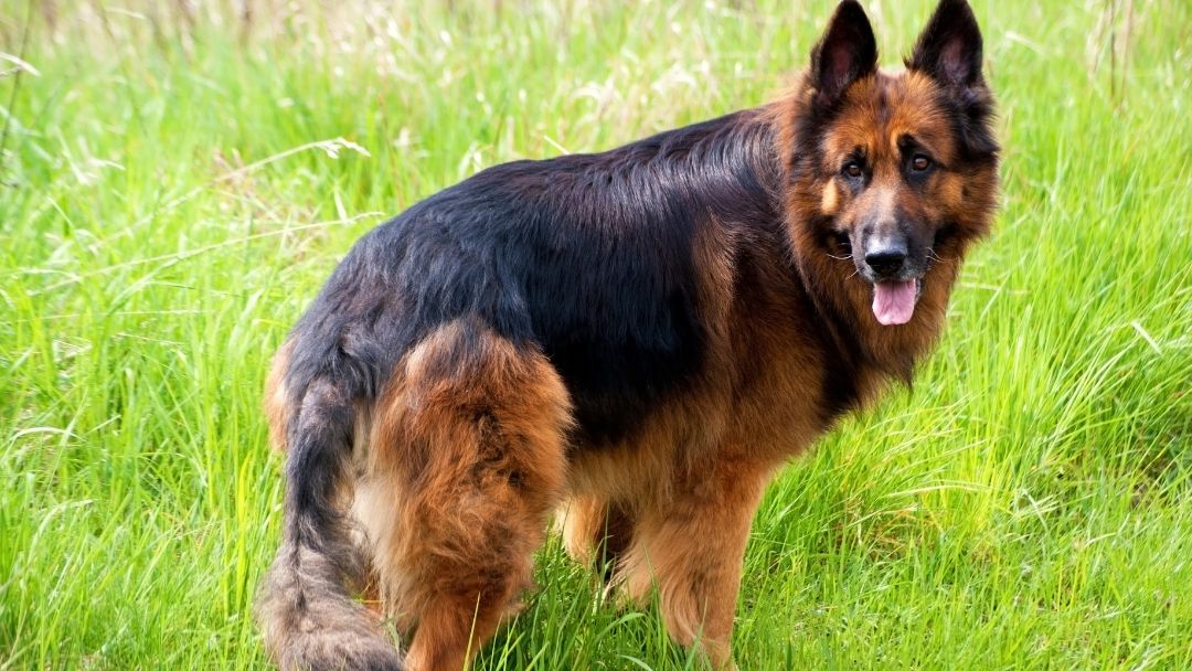 Deutscher-Schäferhund-Gesundheit-Pflege-Qualzucht Deutscher Schäferhund auf Wiese mit niedriger Hüfte. Diese Rasse leidet häufig unter Hüftdysplasie.