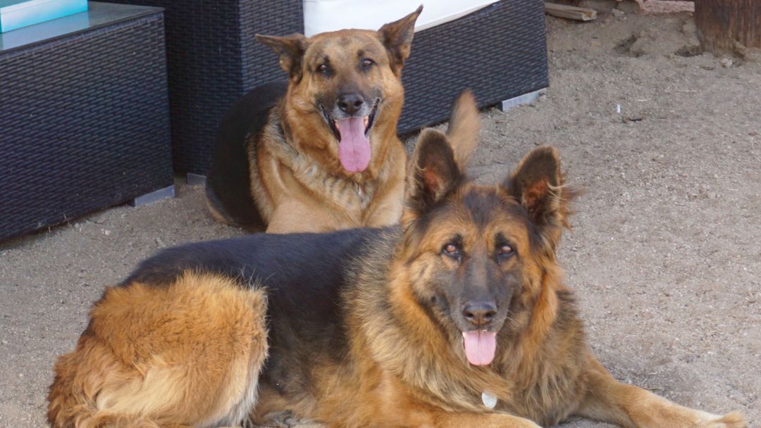 Deutscher-Schäferhund-Rassenstandart-zucht-geschichte Deutsche Schäferhunde mit unterschiedlichem Fell. Der Zuchtstandard erlaubt unterschiedliche Felllängen.