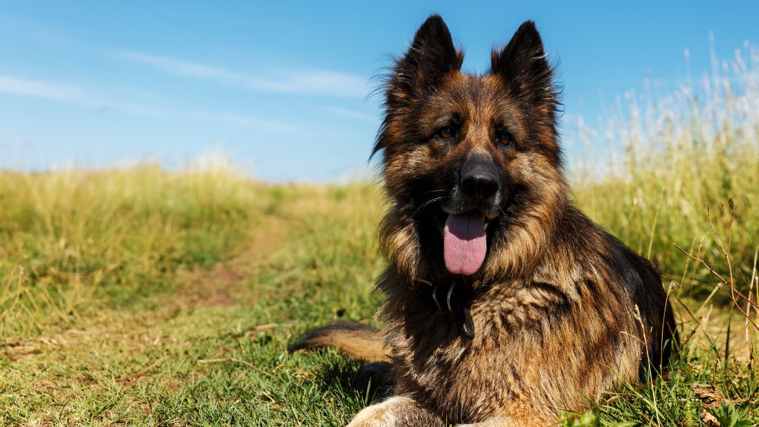 Deutscher-Schäferhund-Wesen-Charakter-Entspannt Entspannter Deutscher Schäferhund mit freundlichem Wesen.