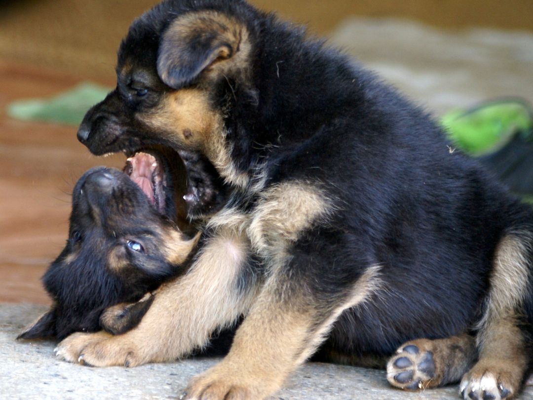 Deutscher-Schäferhund-welpen-erziehung Deutscher-Schäferhundwelpen beim spielen. Erziehung ist wichtig.