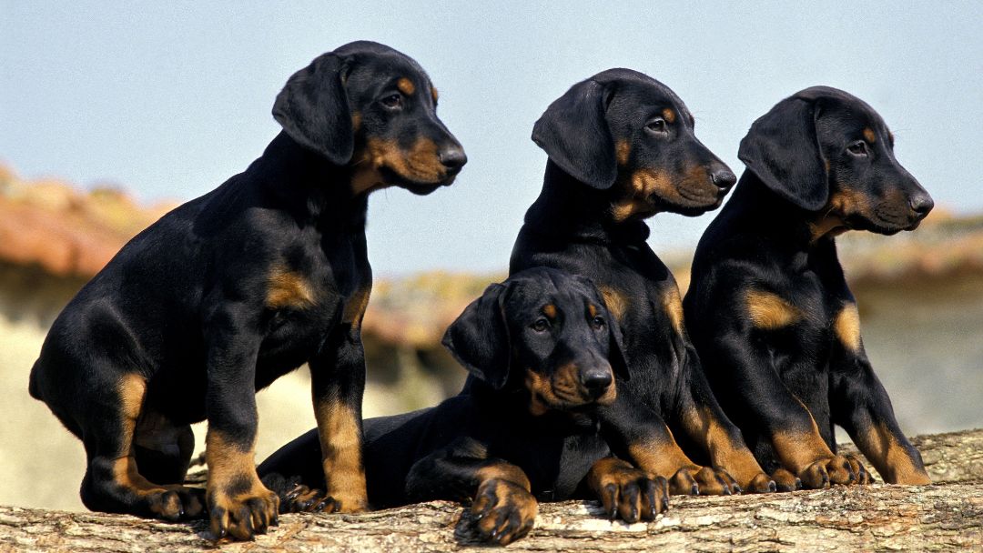 Dobermann-Welpen Dobermann Welpen. Dobermänner