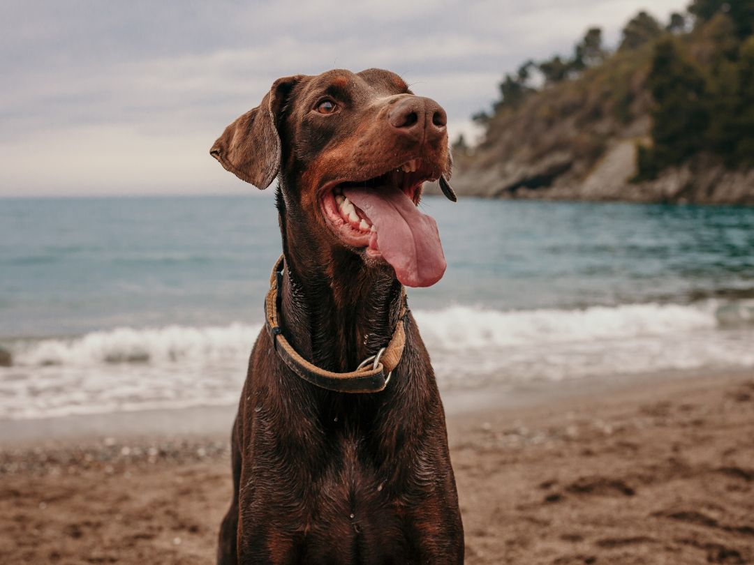 Dobermann-aktiv-gesund Gesunder Dobermann am Strand