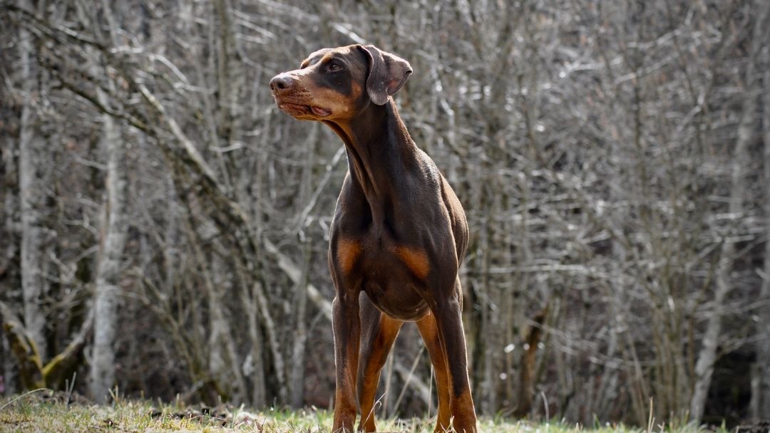 Dobermann Dobermann im Wald
