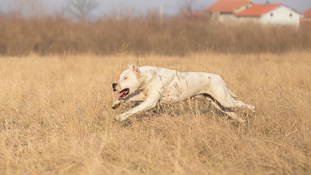 Dogo-Argentino-Aktivität-Gesundheit Aktiver und gesunder Dogo Argentino rennt über ein Feld